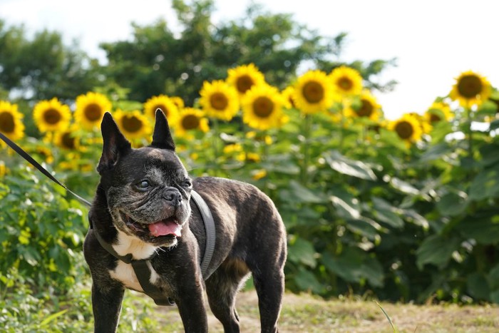 ひまわり畑を散歩をする老犬