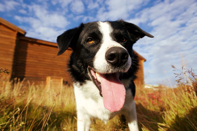 笑顔の犬