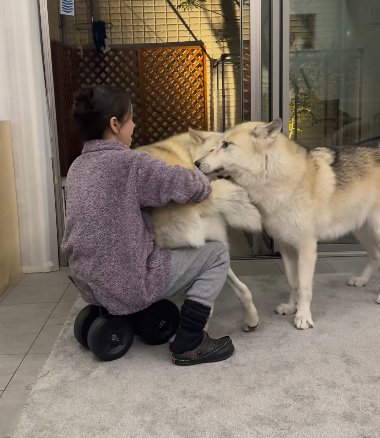 座る女性に体をこすりつける狼犬とそばに寄る別の狼犬