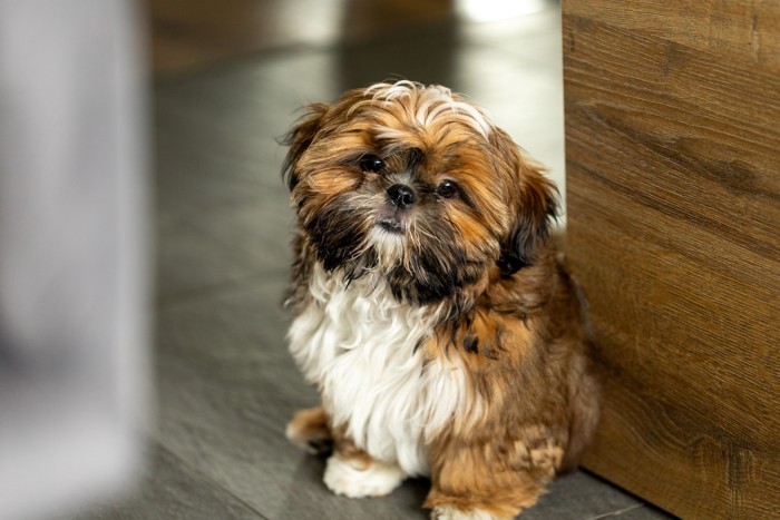 壁のそばに座り込むシーズーの子犬