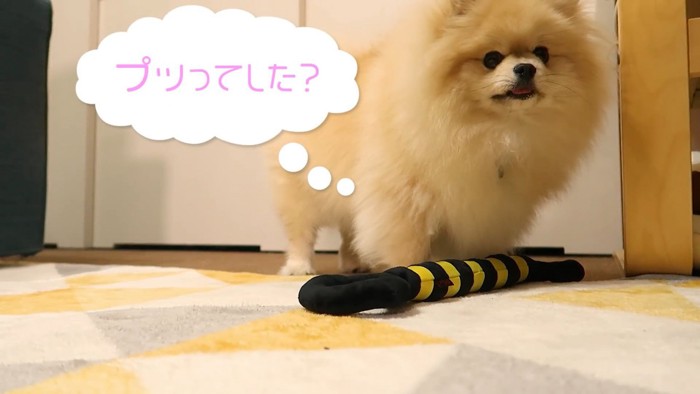 オナラした？と疑うモチちゃん8