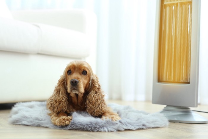 ヒーター前でリラックスする犬