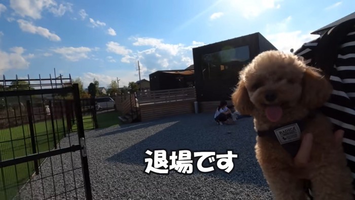 抱っこされる犬