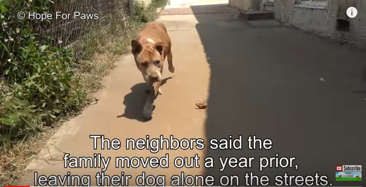 食べ物を素通りする犬