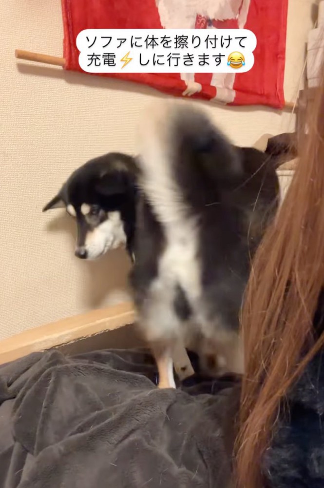 ソファに体を擦り付ける柴犬