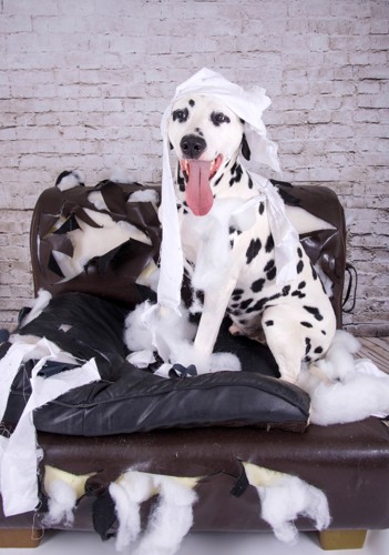 壊したソファーに座る犬