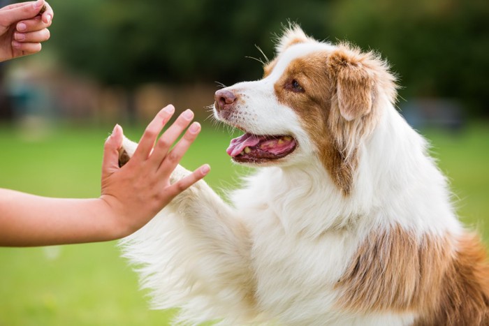 挨拶する女性と犬