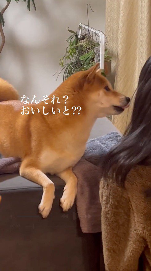 女の子が食べているリンゴを見て、口元を舐める犬