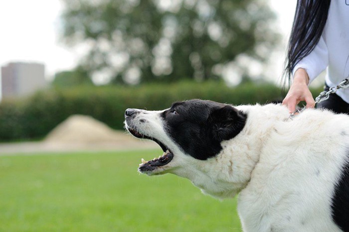 何かに向かって吠える犬とリードを掴む女性