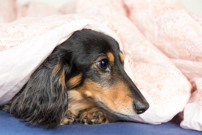 布団から顔を出した犬