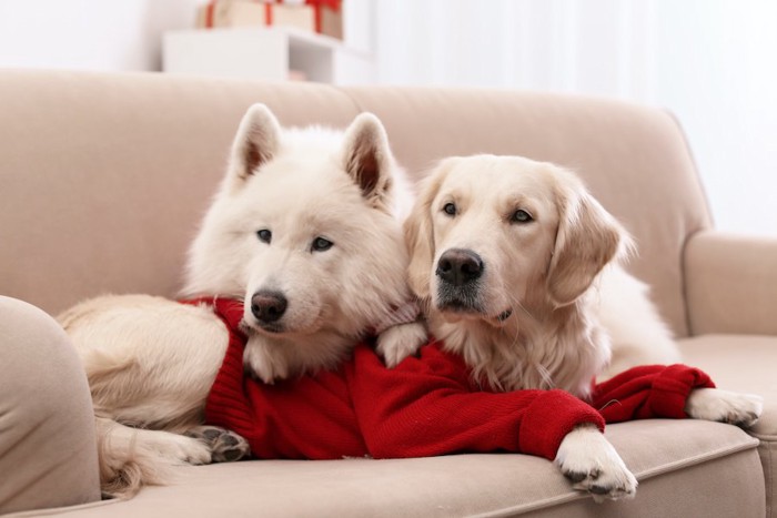 ソファーから何かを見つめている二頭の犬