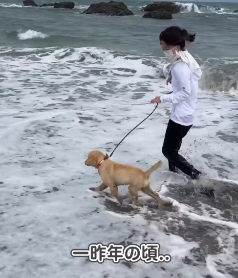 水辺を走る飼い主さんと子犬