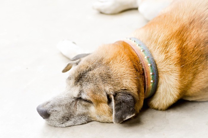 眠っている首輪を付けた犬