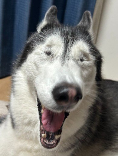 ラニちゃんがあくびをする瞬間6