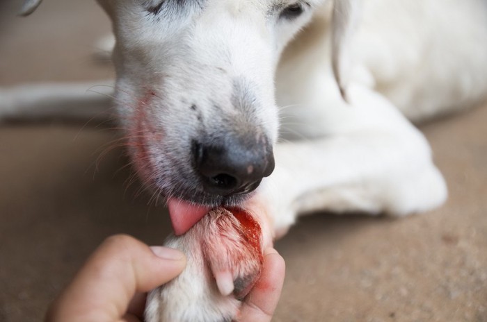 前足を怪我してしまった犬