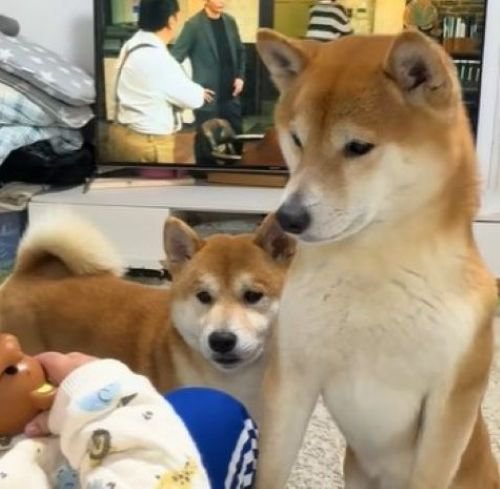 おもちゃをじーっ