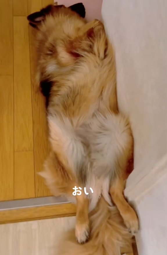 近寄ってみる飼い主さん