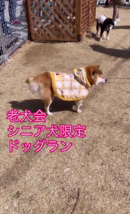 老犬限定のドッグラン