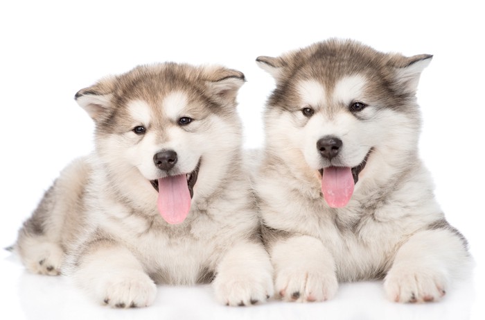 寄り添い合って伏せている2頭のアラスカンマラミュートの子犬