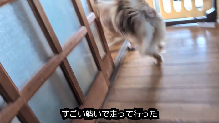 らてちゃんのもとへダッシュ！