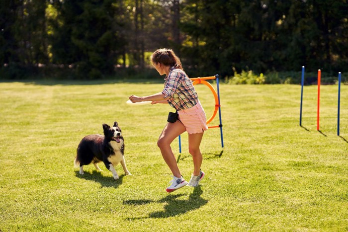 一緒にアジリティで遊ぶ犬と女性