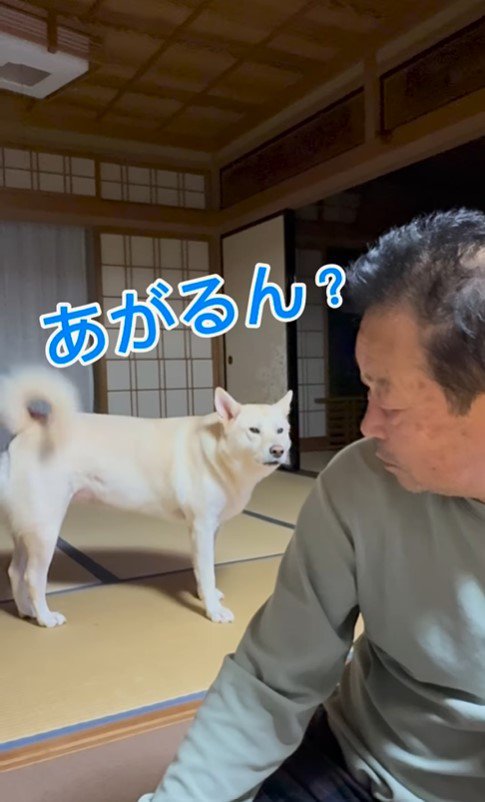 きなこちゃんとおじいちゃんのやり取り7