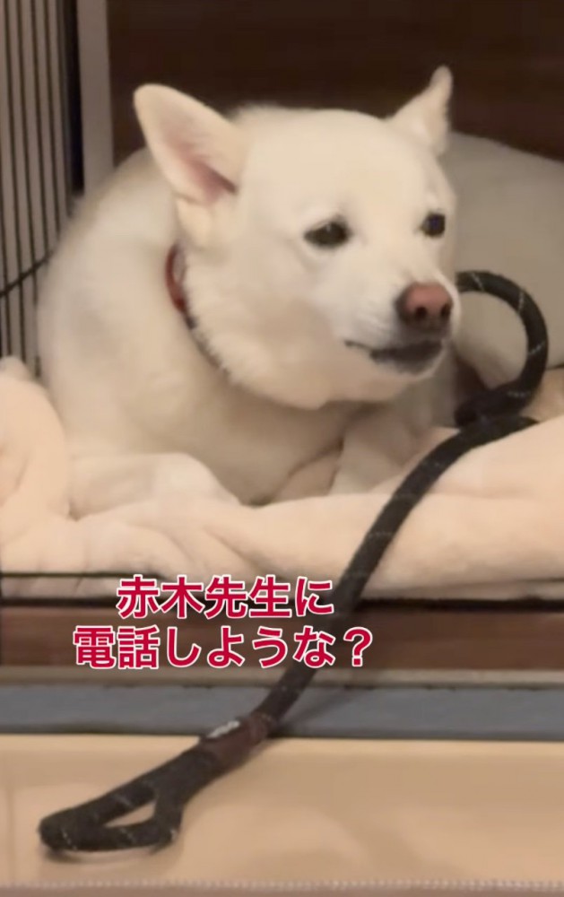 視線を逸らす犬