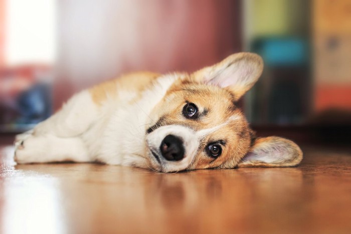 フローリングに寝そべる子犬