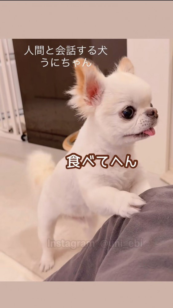 「食べてへん」と抗議する犬