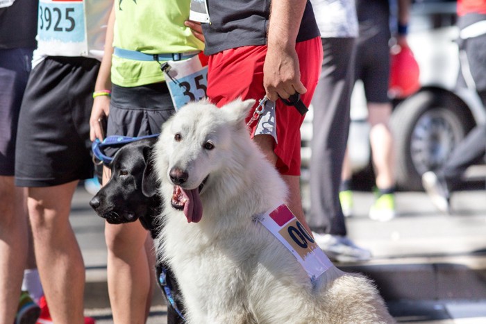 ゼッケンをつけた犬と人