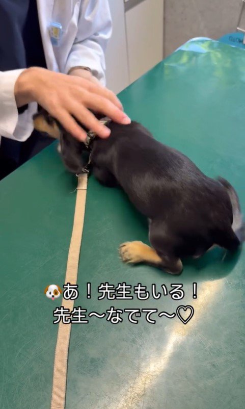 動物病院にきたこむぎちゃん4