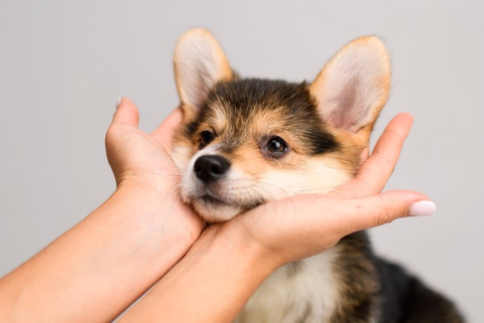 人の両手で顔を覆われている子犬