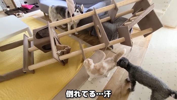 キャットタワーが！