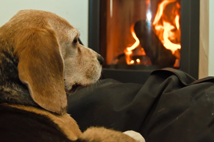 ストーブと犬