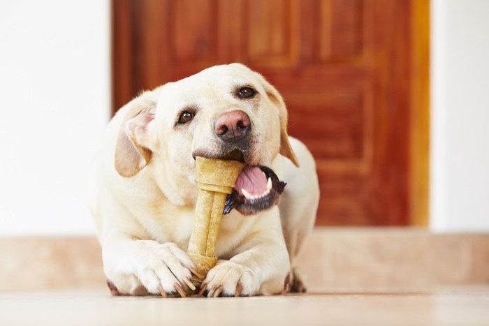 ガムを噛む犬