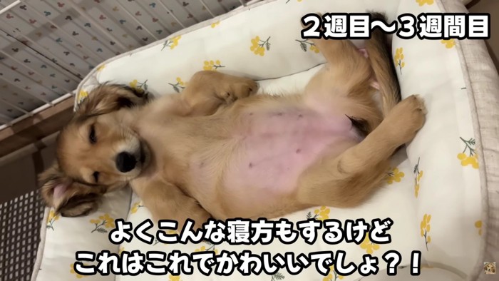 貫禄が見え隠れ!?