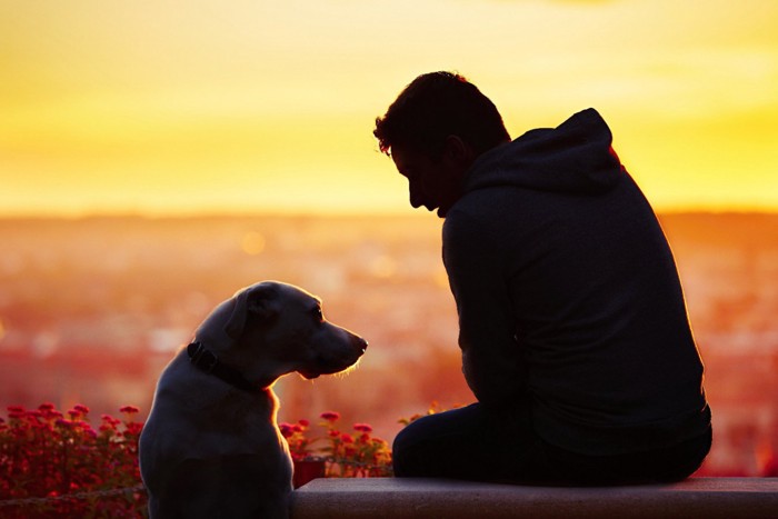 朝日をバックにした犬と男性のシルエット