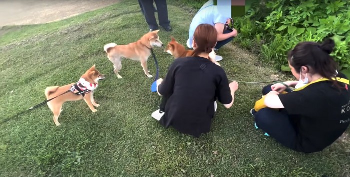 芝生にいる3匹の柴犬