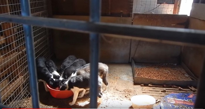 赤いボウルで水を飲む犬