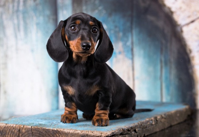 見つめるダックスの子犬