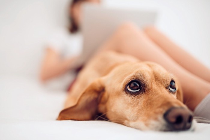 伏せている犬と女性