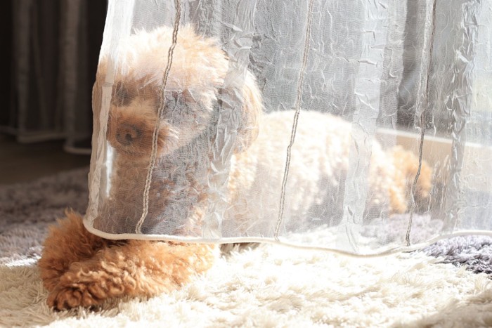 カーテン裏に隠れる犬
