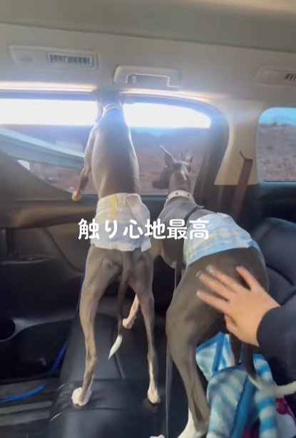 車内から外を眺める2頭のイタリアングレーハウンド