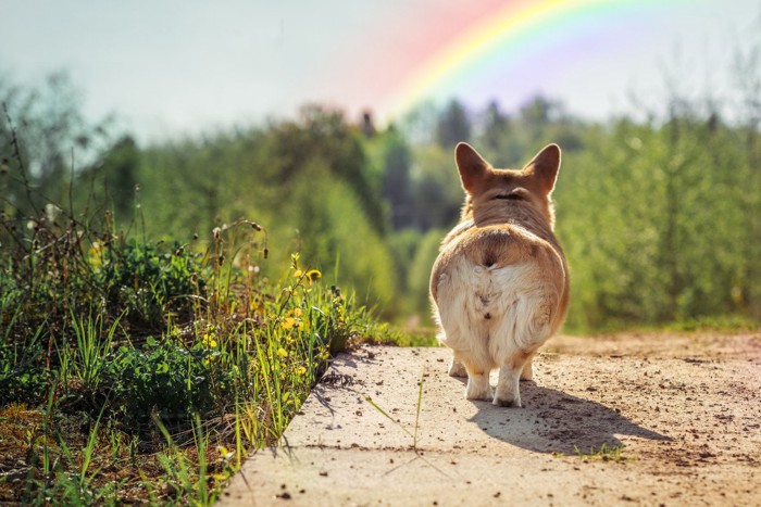 虹とコーギーの後ろ姿