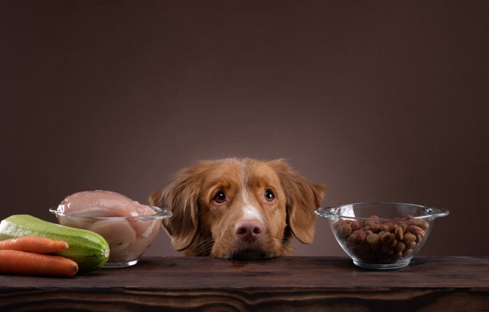 食欲のなさそうな犬と食材