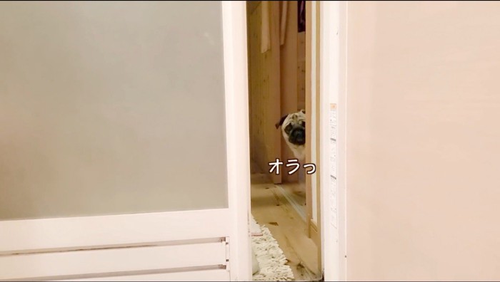 家の柱から浴室を覗く犬