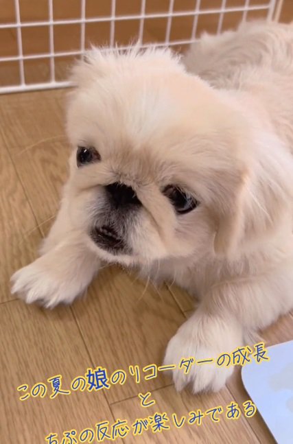 応援するちぷちゃん