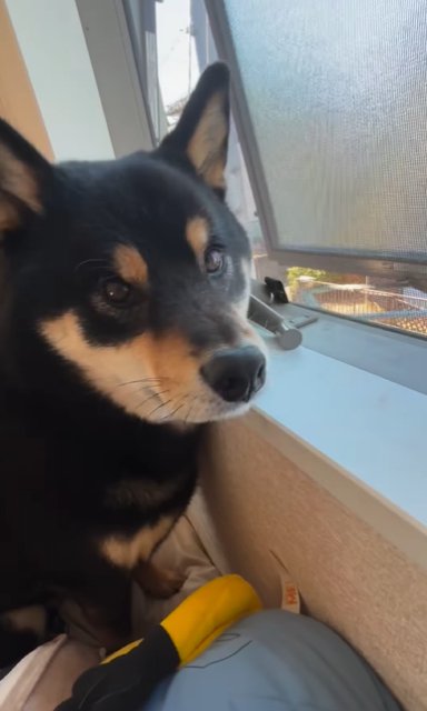 飼い主に何か言いたげな視線を送る柴犬