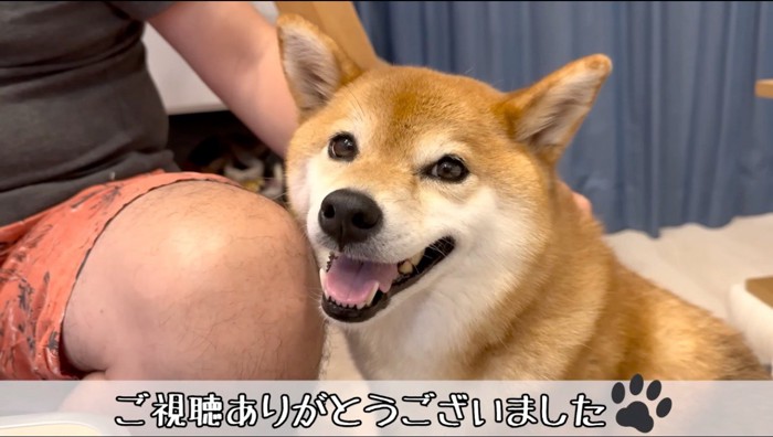 カメラに向かって笑顔を見せる犬