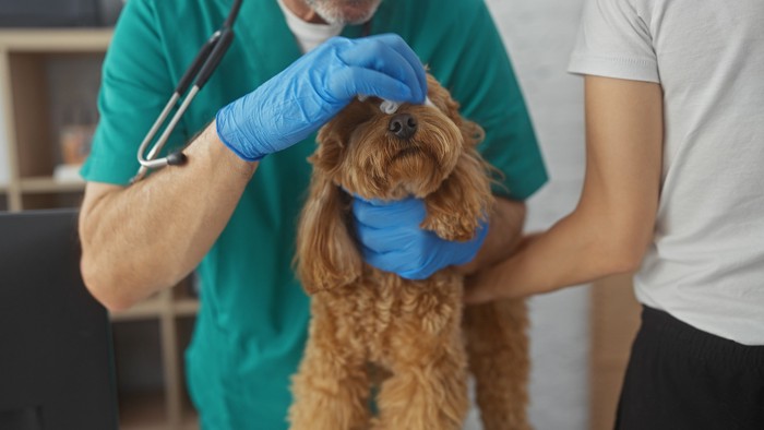 動物病院で獣医師に目の処置をされているトイプードル